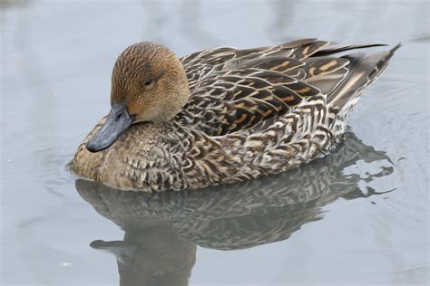 Pintail hen | Jamuudsen | Flickr