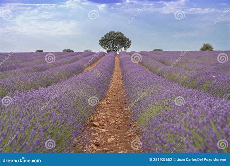 Lavender Planting in Rows with Tree Stock Photo - Image of tree, plant ...