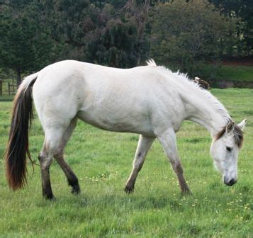 696 best images about Buckskin on Pinterest | Horses for sale, Palomino ...