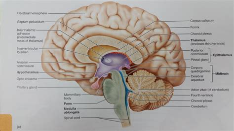 Midsagittal Section Of The Human Brain Chapter 12: The Central ...