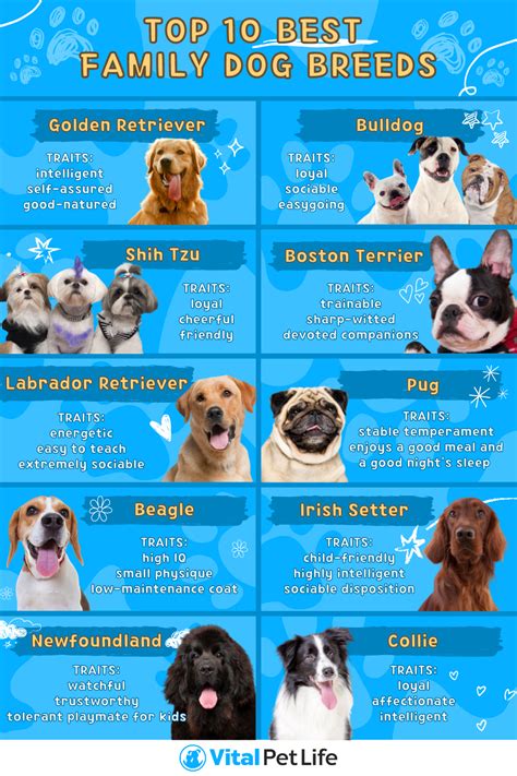 Family Dog Breeds