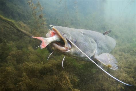 25+ Que Animal Tiene 47 Dientes - KarraKartney