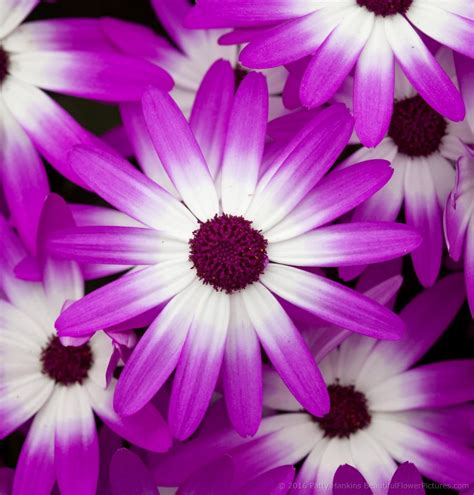 Cineraria | Beautiful Flower Pictures Blog