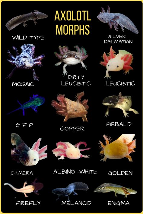 14 Different axolotl types , morphs ,breeds and colors Animals Of The ...