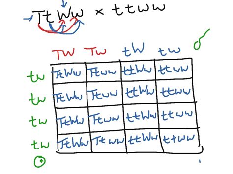 Dihybrid Punnett Square - Dihybrid Punnett Squares How To Predict ...