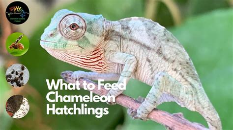 What to Feed Hatchling Chameleons - Chameleon Academy