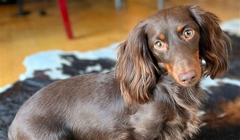 Miniature Long Haired Dachshund Dog Breed Guide | BorrowMyDoggy