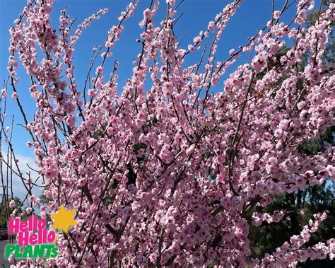 Prunus x blireana 'Pink Plum Blossom' 8" Pot - Hello Hello Plants