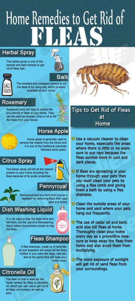 Home Remedies for Fleas (An Illustrated Guide) | GreenPal