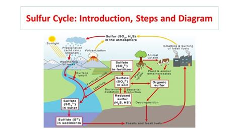 Life Cycle Of Sulfur