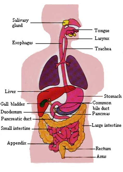 Digestive System Diagram | New Calendar Template Site