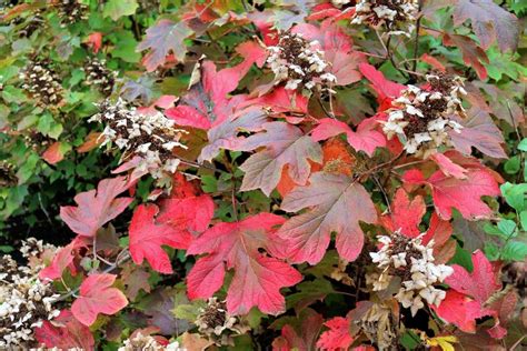 Alice oakleaf hydrangea fall color | Oakleaf hydrangea, Big leaf ...