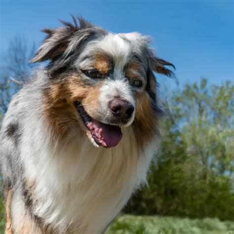 Do Australian Shepherds Shed a Lot? - AtractivoPets