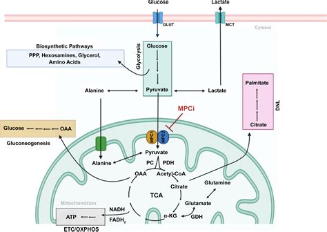 The mitochondrial pyruvate carrier at the crossroads of intermediary ...