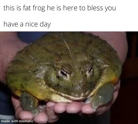 Fat frog : r/memes