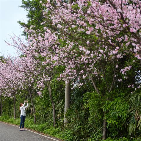 Cherry blossoms in Taiwan, including in Taipei and at Sun Moon Lake and ...