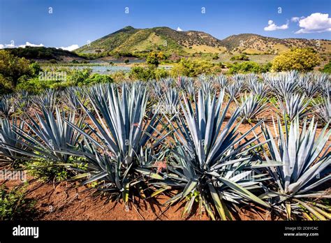 Field of blue agave in the tequila producing region of Jalisco, Mexico ...