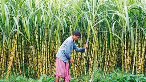 Indian sugarcane fields could yield a flex-fuel bonanza | Mint