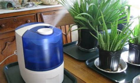 The 7 Best Plant Humidifiers For Your Indoor Plants - Epic Gardening