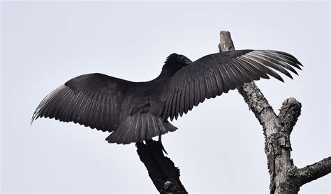 What Happens When A Vulture Hits A Plane That's Going 400MPH - Actual ...