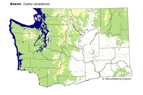 Distribution Map - Beaver (Castor canadensis)