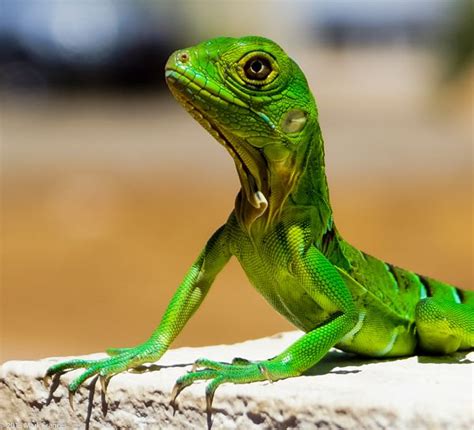 Baby Green Iguana - Aruba on Behance | Fotografia