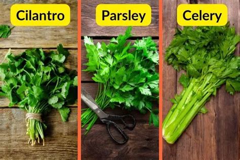 What is the difference between cilantro , parsley and celery