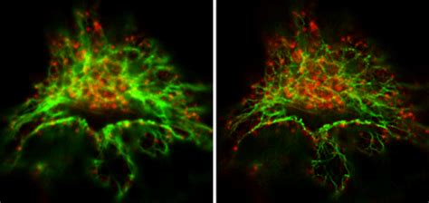 STED Microscopy Products