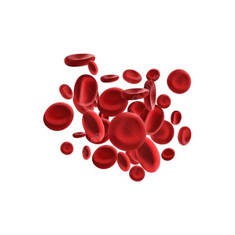 Blood Cells Illustration, Blood Cells, Blood, Illustration PNG and ...