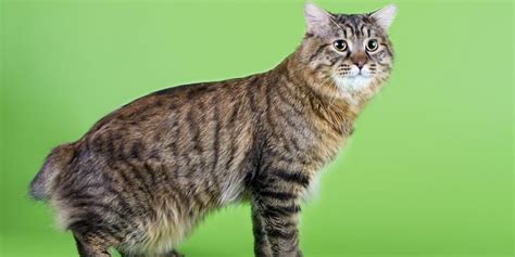 The American Bobtail Cat Breed - Maryland Pet