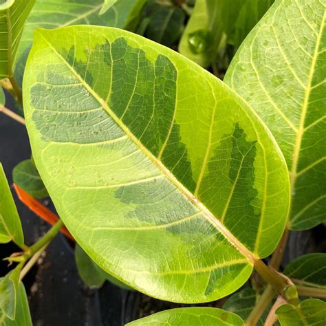 Ficus altissima 'Yellow Gem' - Variegated Rubber Tree (4.5" Pot ...