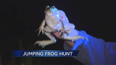 Frog jumping championship returns to Calaveras County Fair