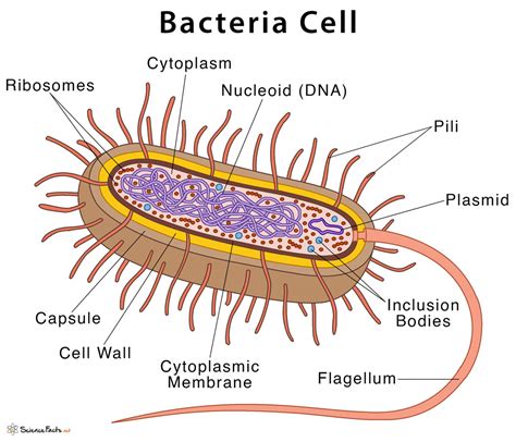 Characteristics of bacterial cells