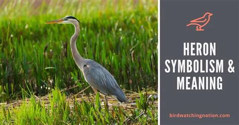 Simple Guide To Heron Symbolism And Meaning In 2024