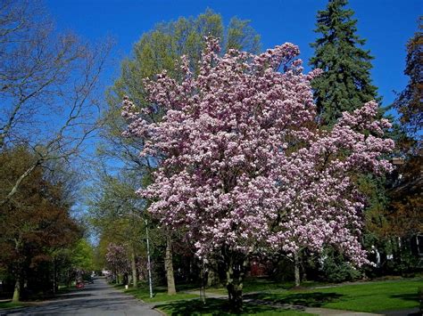 Photos by Stan: Magnolia Tree in Full Bloom