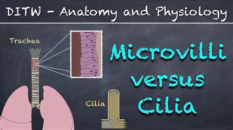 DITW - Microvilli versus Cilia - YouTube