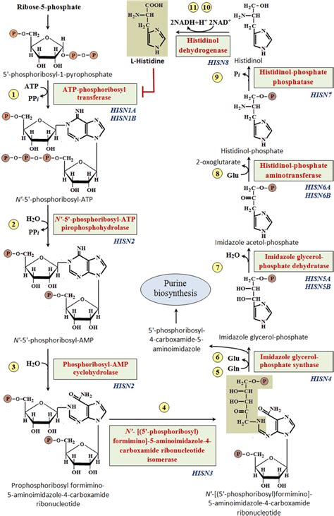 Biosynthesis And Degradation Of Histine Presentation