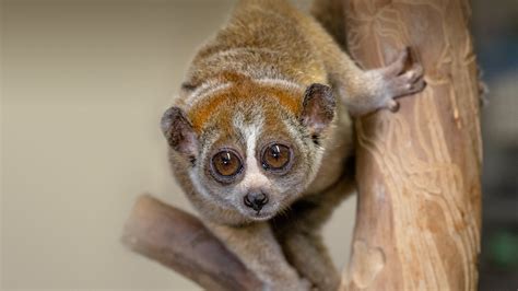 Pygmy Slow Loris | San Diego Zoo Animals & Plants