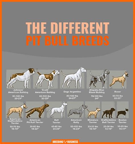 Different Types of Pitbulls — APBT, American Bully, Bulldogs, Staffies ...