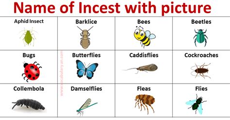 Insects Names List