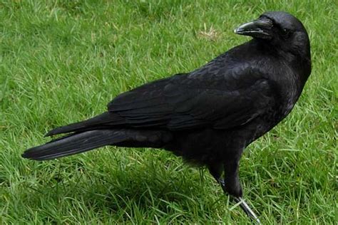 Common Raven Vs American Crow