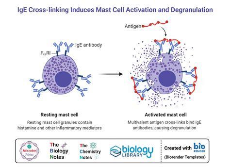 Mast Cells- Definition, Structure, Immunity, Types, Functions (2023)