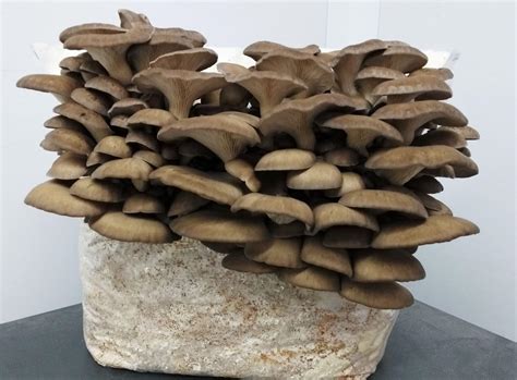 Winter Brown Oyster Mushroom » Gourmet Woodland Mushrooms