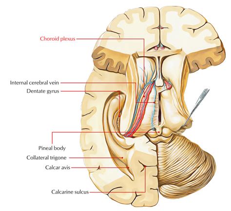 Choroid Plexus – Earth's Lab