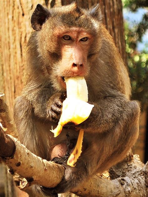 Monkey eating a banana | Banana funny, Eating bananas, Monkey food