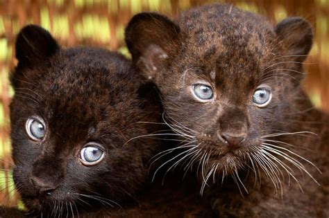 Two 6-week-old black panther cubs are shown off to the media at the ...