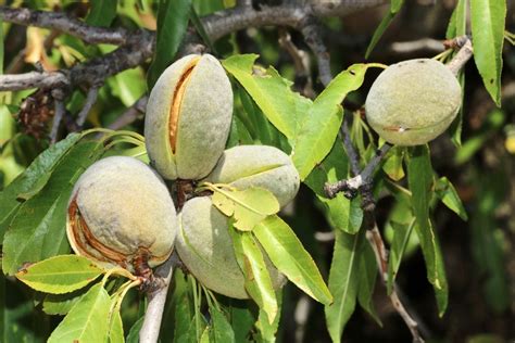 Almond Diseases And Pests: Tips On Managing Issues In Almonds