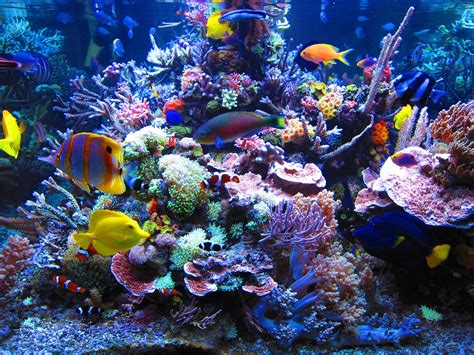 60 Coral Reef Desktop Wallpapers - Download at WallpaperBro | Marine ...