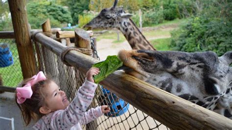 Cincinnati Zoo offers free admission to educators this weekend