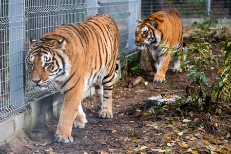 Zoo w Poznaniu przyjmie tygrysy uwięzione na polsko-białoruskiej ...